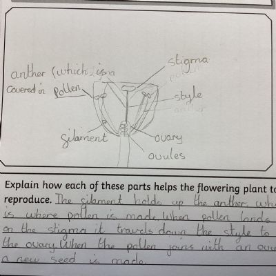 Science - Investigating sexual reproduction in plants